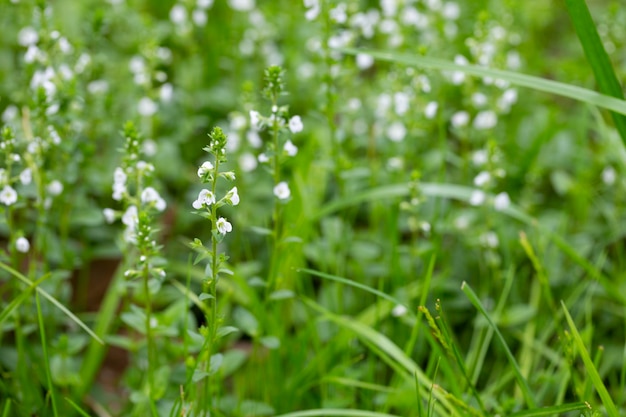 春の緑の草のベロニカserpyllifolia