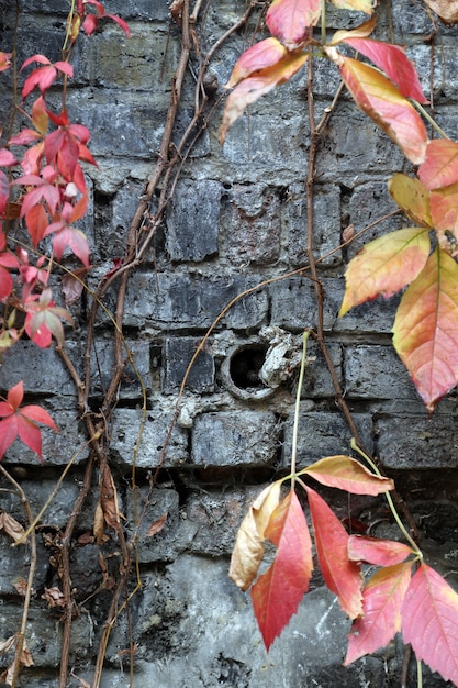 Verontruste bakstenen muren met herfstbladeren