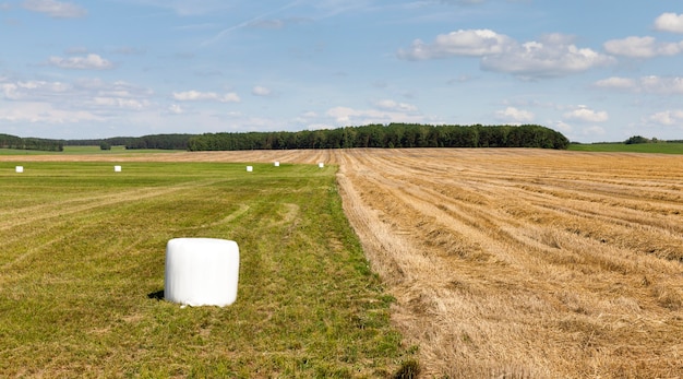 Verpakt in witte cellofaanrollen geoogst droog hooi voor het voederen van boerderijdieren in de winter, landschap
