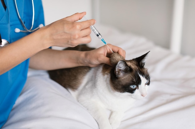 Verpleegster die een kat vaccineert die een vaccininjectie maakt in de dierenartskliniek