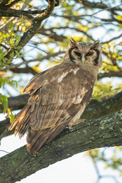 Photo verreaux eagle-owl perches on branch eyeing camera