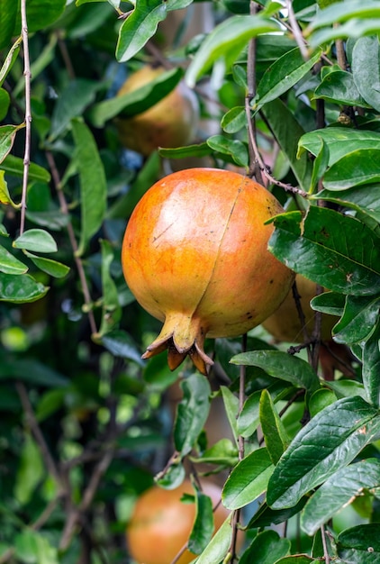 Vers biologisch granaatappelfruit dat van dichtbij in de tuin hangt