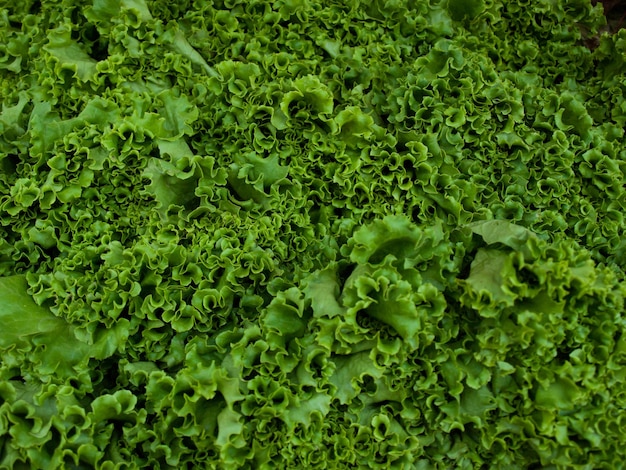 Vers biologisch voedsel op de lokale boerenmarkt. Boerenmarkten zijn een traditionele manier om landbouwproducten te verkopen.