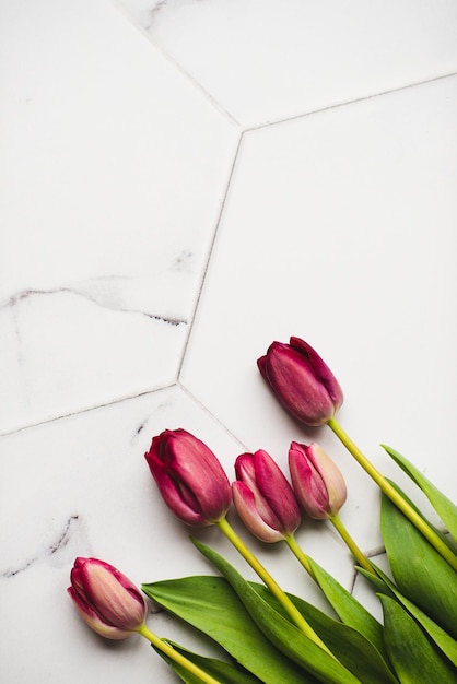 Vers boeket van vijf tulpen geïsoleerd op witte achtergrond Lentebloemen Ruimte voor uw tekst Hoge kwaliteit foto