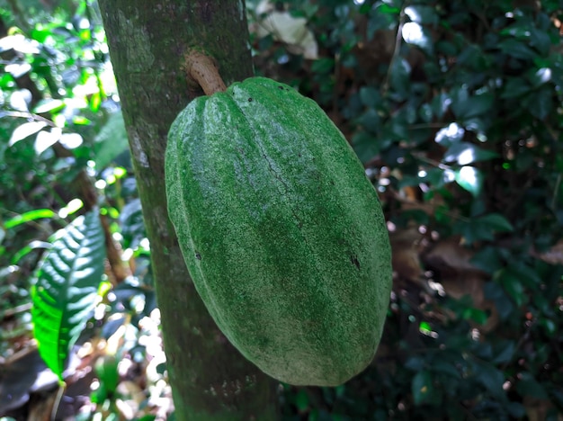 Vers Cacao of Theobroma Cacao fruit aan de boom