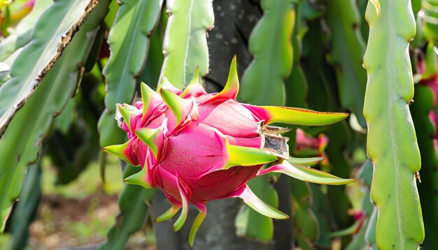 Vers drakenfruit in de tuin