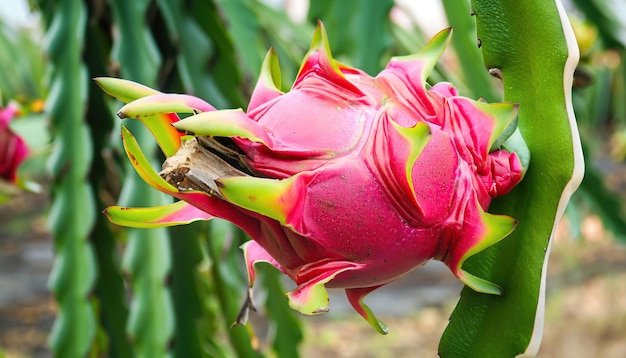 Vers drakenfruit in de tuin