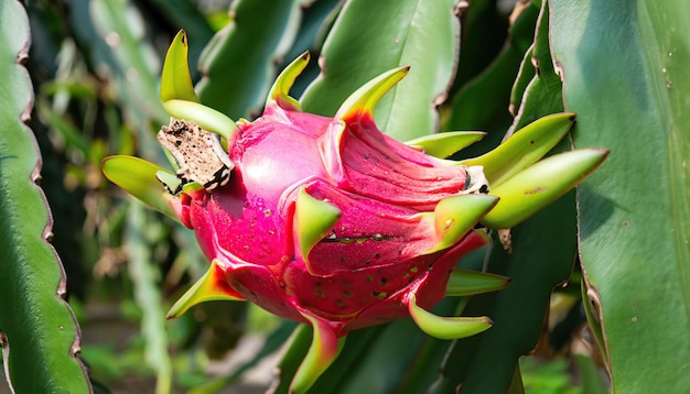 Vers drakenfruit in de tuin