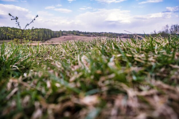 Vers en droog gras op een heuvel tegen een achtergrond van bos en blauwe lucht met wolken