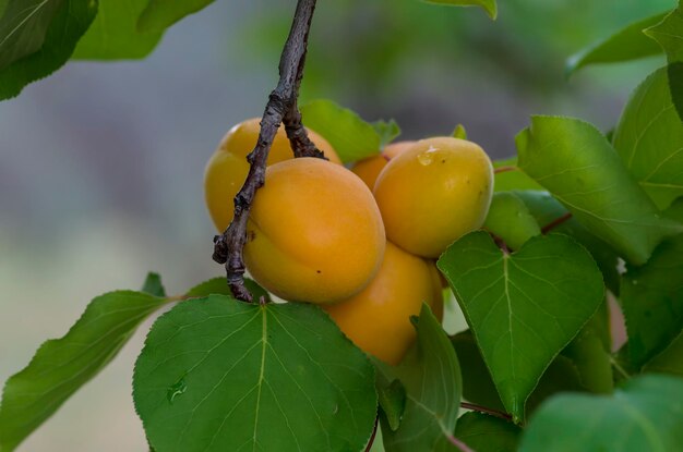 Vers fruit, landbouw, abrikozenboom. in tuin.