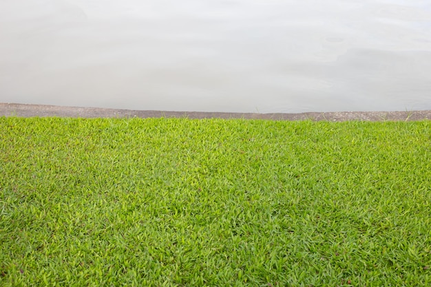 Vers gazongras met vijver Mooie groene tuin