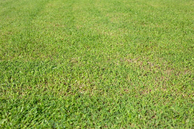 Vers gazongras Mooie groene tuin