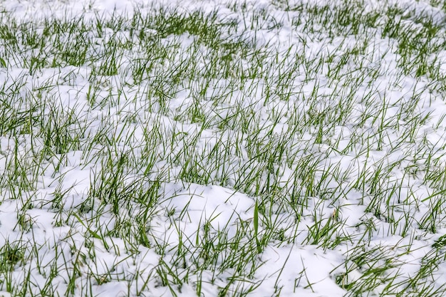 Vers gazongras onder de sneeuw in de natuur Vroege komst van de winter