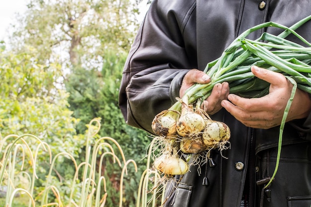 Vers gegraven uienbollen in handen. Verse bollen met toppen. uienplantage in de moestuin ag