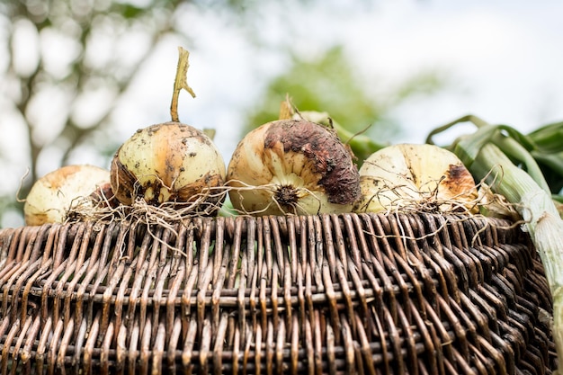 Vers gegraven uienbollen op het hout. Groentetuin landbouw. Ui opgeslagen in mand