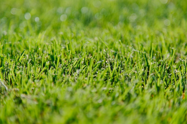 Vers gemaaid groen gras een dicht tapijt van grassprieten die na het maaien in één richting liggen