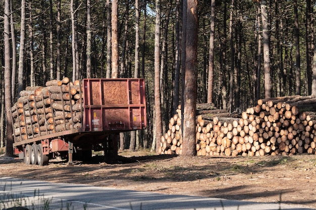 Vers gemaakt brandhout in het bos en klaar voor transport Milieuschade concept