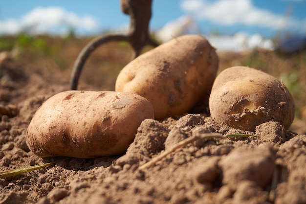 Vers geoogste aardappelen en tuinvork op het veldvuil na de oogst op biologische familieboerderij