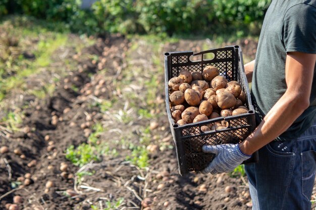 Vers geoogste biologische aardappeloogst Boer in tuin