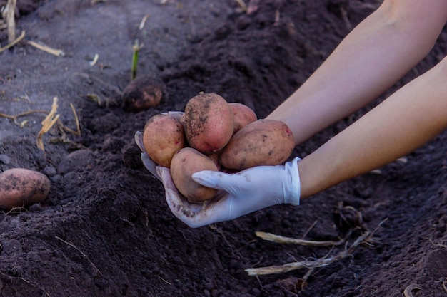 Vers geoogste biologische aardappeloogst Boer in tuin