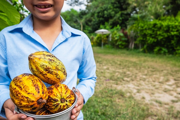 Vers geoogste cacao van cacaobomen.