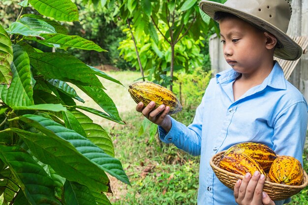 Vers geoogste cacao van cacaobomen.