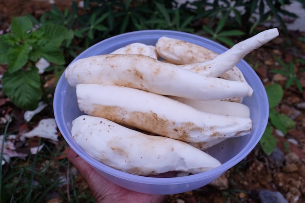 Vers geoogste cassave wordt direct van de schil gepeld