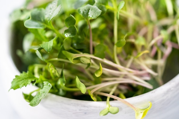 Vers geoogste radijs microgreens in een kom.