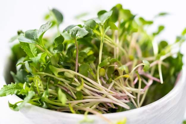 Vers geoogste radijs microgreens in een kom.