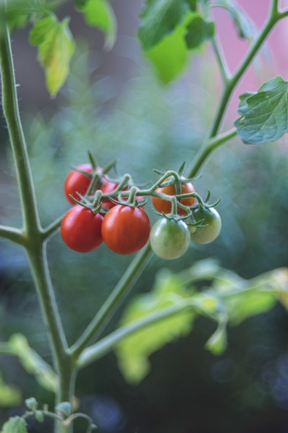 Vers geoogste rijpe rode tomaten close-up