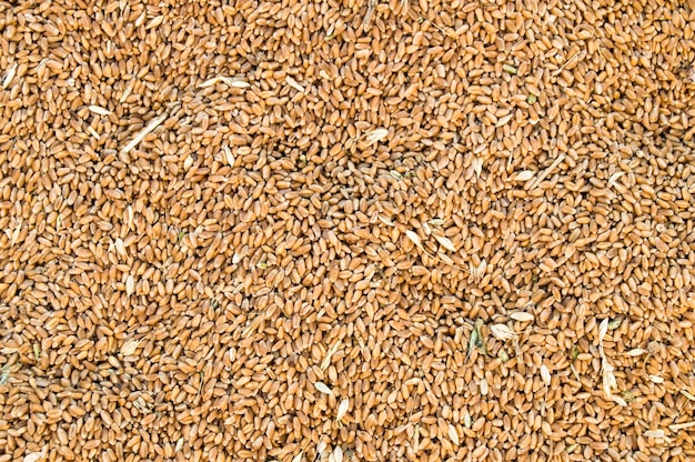 Vers geoogste tarwe Russische tarwetarwe voor het maken van meel