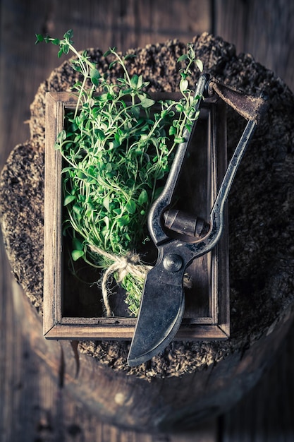 Vers geoogste tijm met oude tuinsnoeischaar