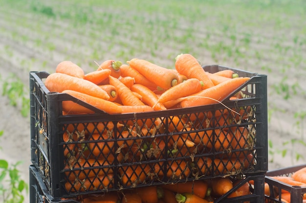 Foto vers geoogste wortels in dozen milieuvriendelijke groenten klaar voor de verkoop zomer oogst