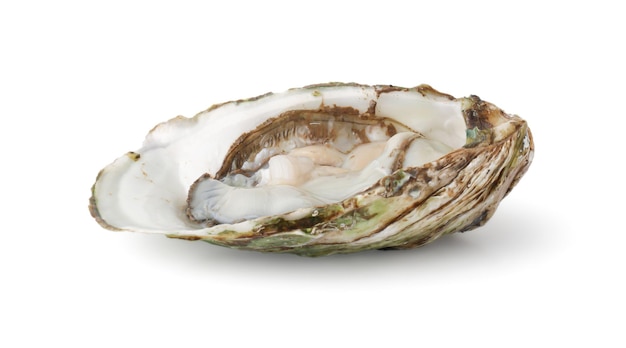 Foto vers geopende oester op witte achtergrond met uitknippad delicatesse van de ocean seafood industry