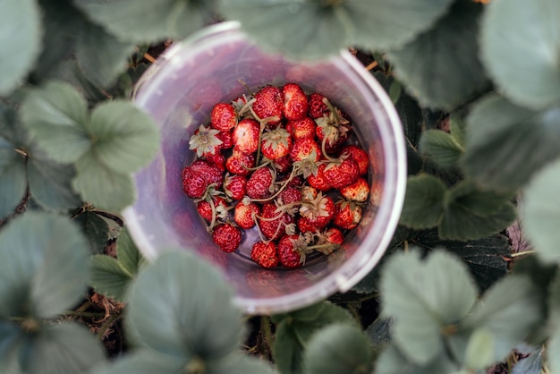 Vers geplukte aardbei onder aardbeibladeren op de aardbeienboerderij, verse oogst van wilde aardbeien op het aardbeienveld