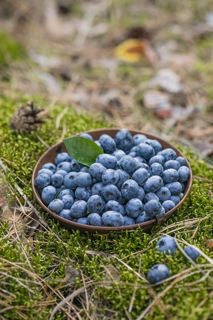 Vers geplukte bosbessen op een mos in bos Concept voor gezond eten