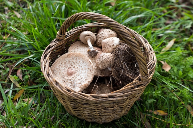 Vers geplukte bospaddestoelen uit het plaatselijke bos