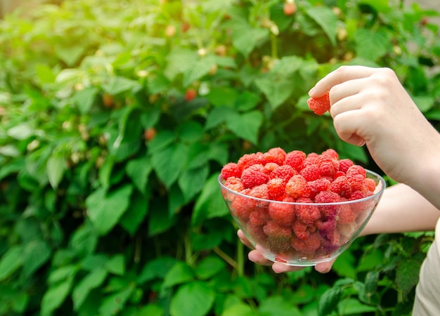 Vers geplukte frambozen in hand van boer Zomer gezonde oogst Bessen oogsten