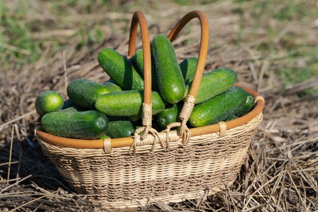 Vers geplukte groene biologische komkommers in rieten mand staande op hooi. Zomer en vers gezonde eco-groenten op agrarische boerderij bij zonnig weer.