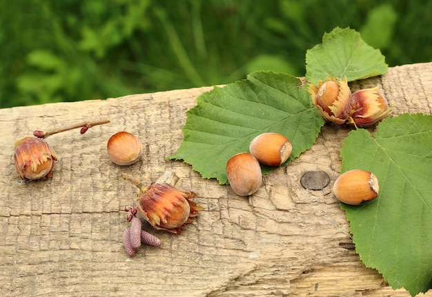 Vers geplukte hazelnoten op liggend op het oude bord, op een groene achtergrond