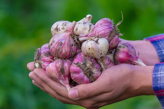 Vers geplukte knoflook in de handen van een boer