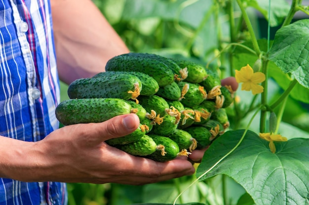 Vers geplukte komkommers in handen van een boer