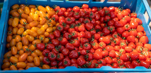 Vers geplukte rode tomaten in een krat.