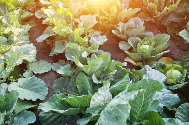 Vers geteelde kool in de tuin van de boer. Tuin beplant met kool, avondzonsondergang.