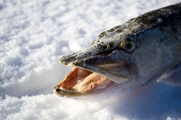 Vers gevangen snoek ligt op de witte sneeuw