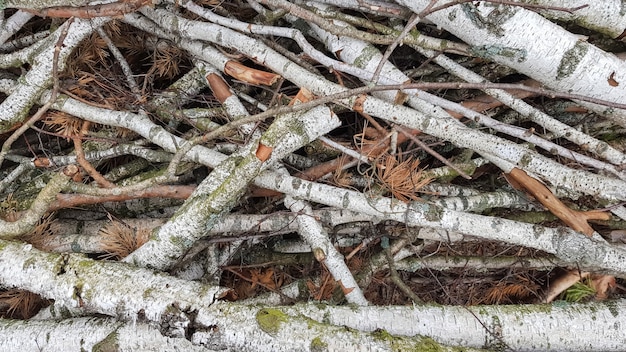 Vers gezaagde stammen. Logboeken van bomen in het bos na het kappen.