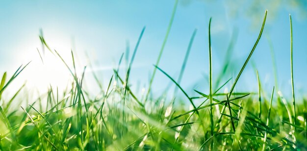 Vers gras en zonnige blauwe lucht op een groen veld bij zonsopgang natuur van het platteland