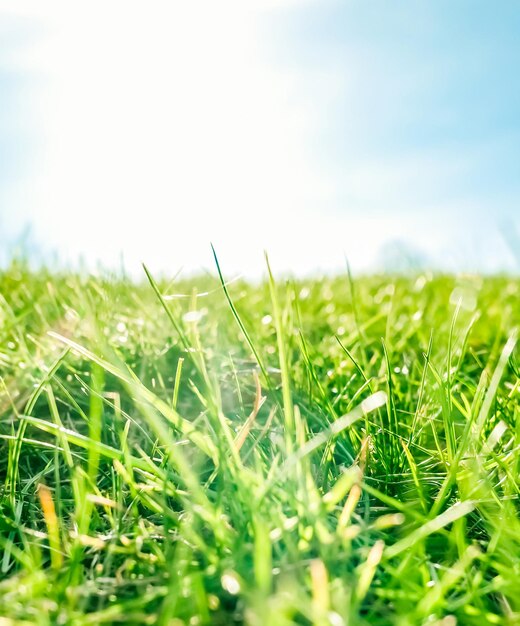 Vers gras en zonnige blauwe lucht op een groen veld bij zonsopgang natuur van het platteland