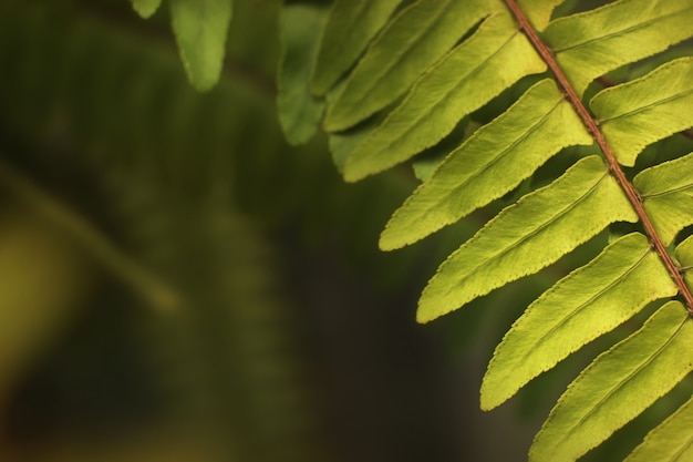 Vers grean fern blad in het bos met blured achtergrond.