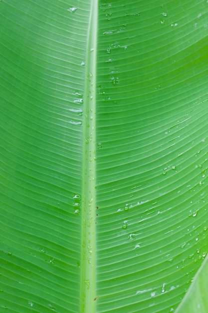 Vers groen bananenblad met waterdruppel en close-up textuur